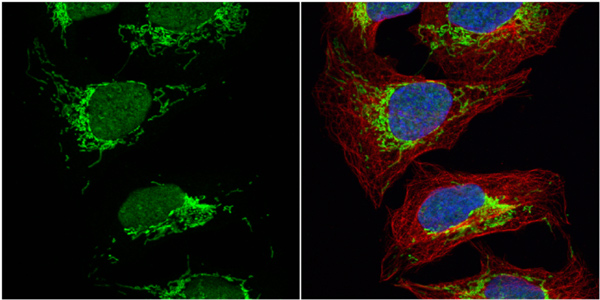 Immunocytochemistry/ Immunofluorescence - Anti-Citrate synthetase antibody (ab96600), expandable thumbnail