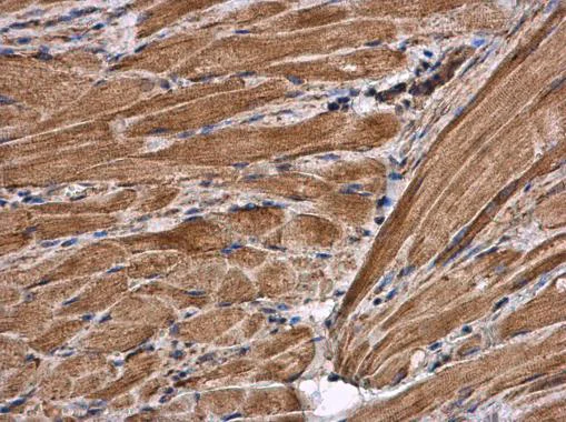 Immunohistochemistry (Formalin/PFA-fixed paraffin-embedded sections) - Anti-Citrate synthetase antibody (AB96600)