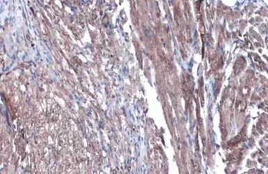 Immunohistochemistry (Formalin/PFA-fixed paraffin-embedded sections) - Anti-Citrate synthetase antibody (AB96600)