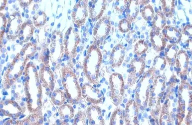 Immunohistochemistry (Formalin/PFA-fixed paraffin-embedded sections) - Anti-Citrate synthetase antibody (AB96600)