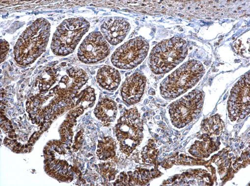 Immunohistochemistry (Formalin/PFA-fixed paraffin-embedded sections) - Anti-Citrate synthetase antibody (AB96600)