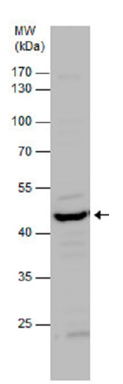 Western blot - Anti-Citrate synthetase antibody (AB96600), expandable thumbnail