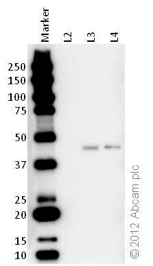 Western blot - Anti-Citrate synthetase antibody (ab96600), expandable thumbnail