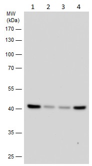 Western blot - Anti-Citrate synthetase antibody (AB96600), expandable thumbnail