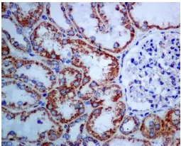 Immunohistochemistry (Formalin/PFA-fixed paraffin-embedded sections) - Anti-Citrate synthetase antibody [EPR8066] - BSA and Azide free (AB248292)