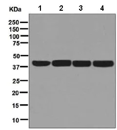 Western blot - Anti-Citrate synthetase antibody [EPR8066] - BSA and Azide free (AB248292)
