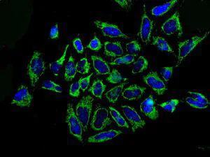 Immunocytochemistry/ Immunofluorescence - Anti-Citrate synthetase antibody [EPR8067] - BSA and Azide free (AB233838)