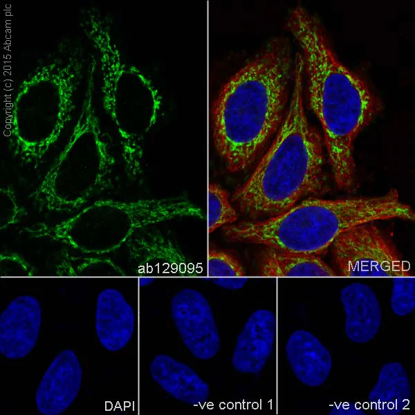Immunocytochemistry/ Immunofluorescence - Anti-Citrate synthetase antibody [EPR8067] - BSA and Azide free (AB233838)