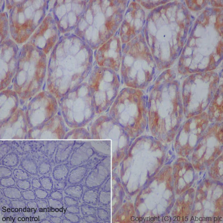 Immunohistochemistry (Formalin/PFA-fixed paraffin-embedded sections) - Anti-Citrate synthetase antibody [EPR8067] - BSA and Azide free (AB233838)
