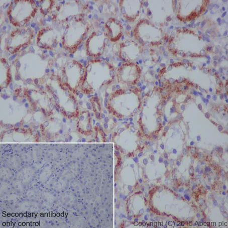 Immunohistochemistry (Formalin/PFA-fixed paraffin-embedded sections) - Anti-Citrate synthetase antibody [EPR8067] - BSA and Azide free (AB233838)