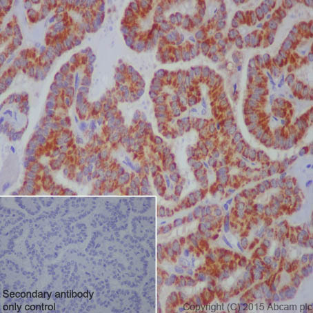 Immunohistochemistry (Formalin/PFA-fixed paraffin-embedded sections) - Anti-Citrate synthetase antibody [EPR8067] - BSA and Azide free (AB233838)