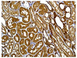 Immunohistochemistry (Formalin/PFA-fixed paraffin-embedded sections) - Anti-Citrate synthetase antibody [EPR8067] - BSA and Azide free (AB233838)