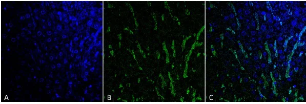 Immunohistochemistry (Formalin/PFA-fixed paraffin-embedded sections) - Anti-Citrulline antibody [6C2.1] (AB240908)