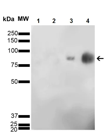 Western blot - Anti-Citrulline antibody [6C2.1] (AB240908)