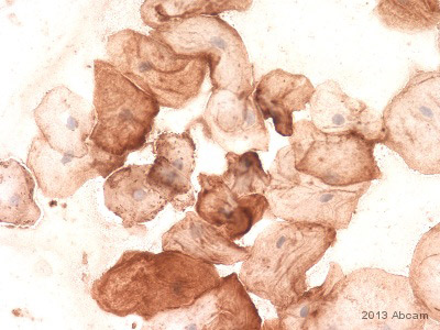 Immunocytochemistry - Anti-Citrulline antibody (AB100932)