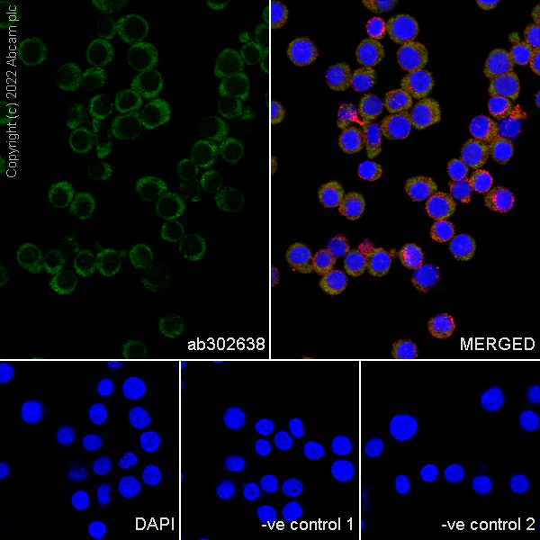 Immunocytochemistry/ Immunofluorescence - Anti-CK1 epsilon antibody [1/Casein Kinase Iε] (AB302638)