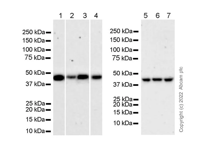 Western blot - Anti-CK1 epsilon antibody [1/Casein Kinase Iε] - BSA and Azide free (AB326580)