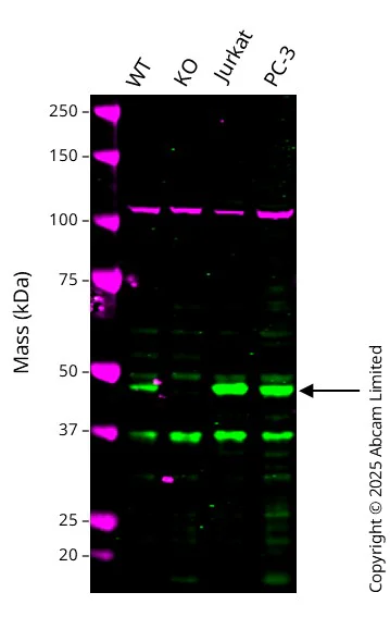 Western blot - Anti-CK1 epsilon antibody [1/Casein Kinase Iε] - BSA and Azide free (AB326580)