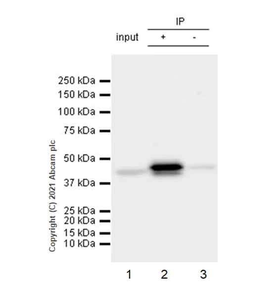 Immunoprecipitation - Anti-CK1 epsilon antibody [EPR24332-25] - BSA and Azide free (AB282819)