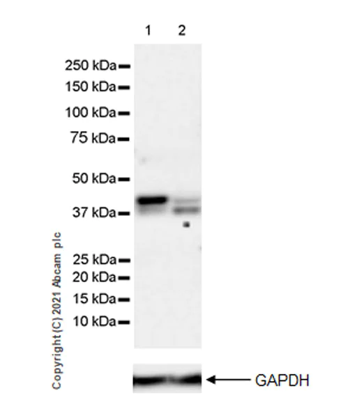 Western blot - Anti-CK1 epsilon antibody [EPR24332-25] - BSA and Azide free (AB282819)