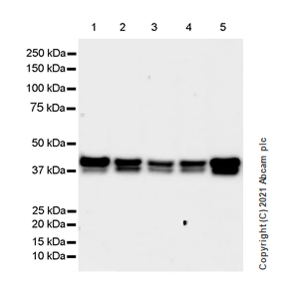 Western blot - Anti-CK1 epsilon antibody [EPR24332-25] - BSA and Azide free (AB282819)