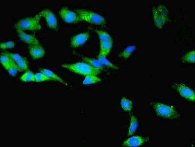 Immunocytochemistry/ Immunofluorescence - Anti-CKAP1/TBCB antibody (AB237483)