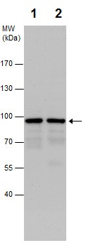 Western blot - Anti-CKAP2/LB1 antibody (AB227214)