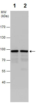 Western blot - Anti-CKAP2/LB1 antibody (AB227214)