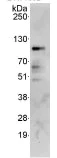 Immunoprecipitation - Anti-CKAP2/LB1 antibody (AB85889)