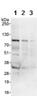 Western blot - Anti-CKAP2/LB1 antibody (AB85889)