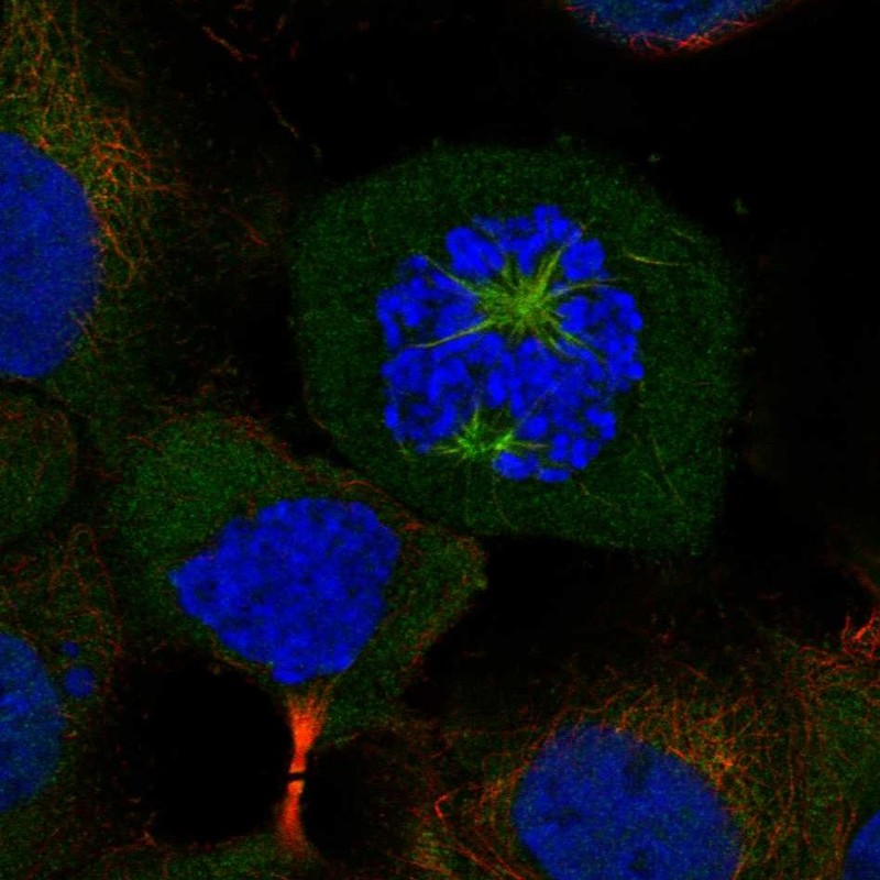 Immunocytochemistry/ Immunofluorescence - Anti-CKAP2L antibody (AB221897), expandable thumbnail