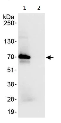 Immunoprecipitation - Anti-CKAP4 antibody (AB245508)