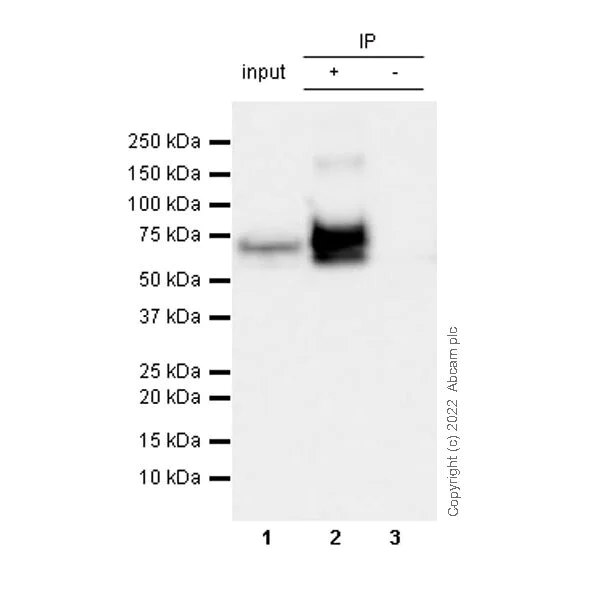 Immunoprecipitation - Anti-CKAP4 antibody [EPR25713-62] (AB302539)