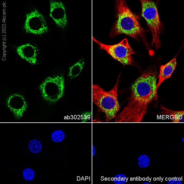 Immunocytochemistry/ Immunofluorescence - Anti-CKAP4 antibody [EPR25713-62] (BSA and Azide free) (AB302540)