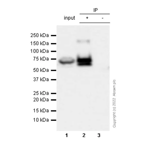Immunoprecipitation - Anti-CKAP4 antibody [EPR25713-62] (BSA and Azide free) (AB302540)