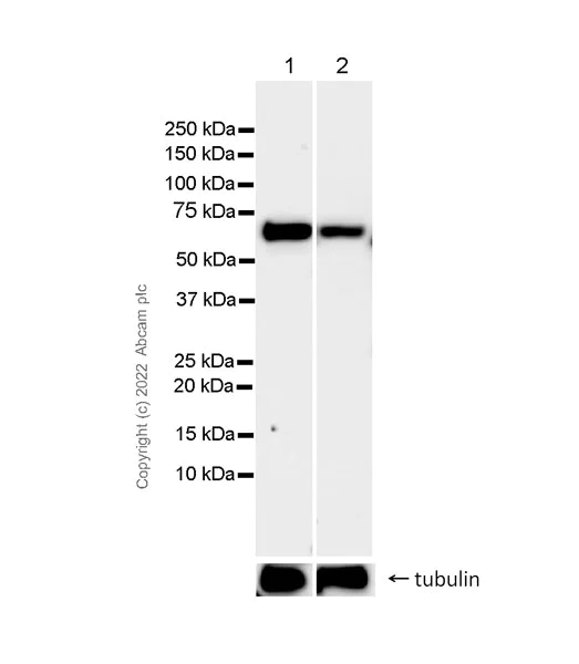 Western blot - Anti-CKAP4 antibody [EPR25713-62] (BSA and Azide free) (AB302540)
