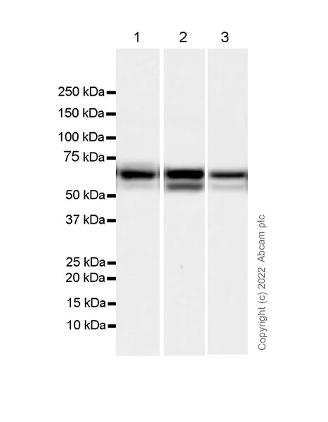 Western blot - Anti-CKAP4 antibody [EPR25713-62] (BSA and Azide free) (AB302540)