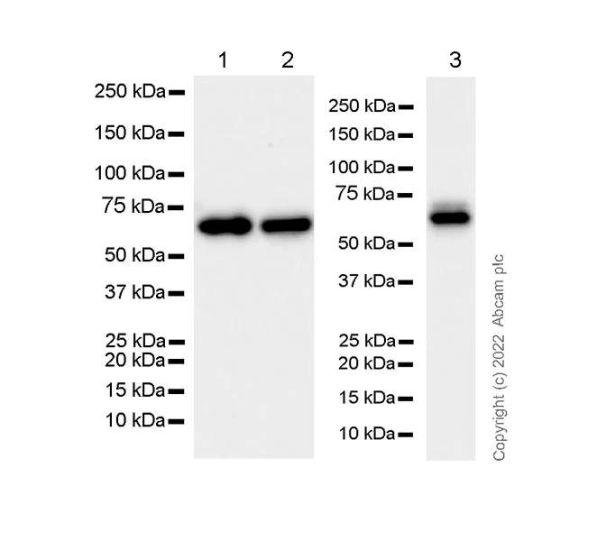 Western blot - Anti-CKAP4 antibody [EPR25713-62] (BSA and Azide free) (AB302540)