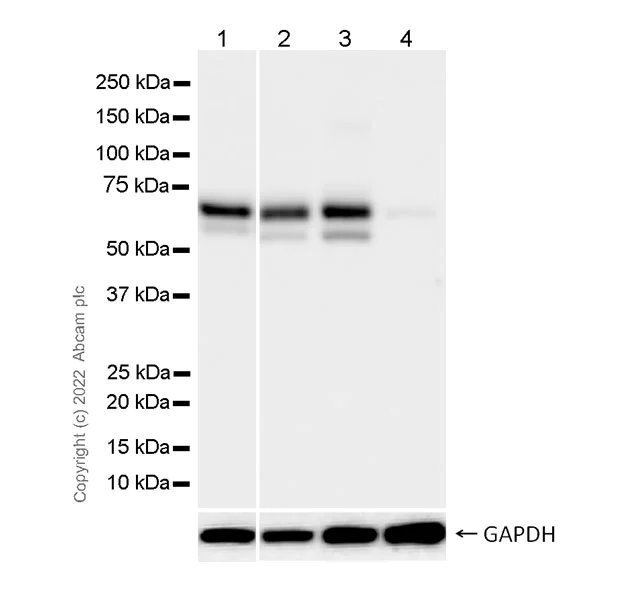 Western blot - Anti-CKAP4 antibody [EPR25713-62] (BSA and Azide free) (AB302540)