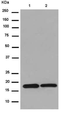 Western blot - Anti-CKLF antibody [EPR11985(2)] - BSA and Azide free (AB250213)