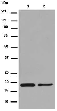 Western blot - Anti-CKLF antibody [EPR11985(2)] - BSA and Azide free (AB250213)