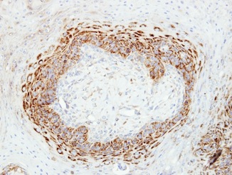 Immunohistochemistry (Formalin/PFA-fixed paraffin-embedded sections) - Anti-CKMT2 antibody (AB151450), expandable thumbnail