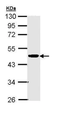 Western blot - Anti-CKMT2 antibody (AB227440)