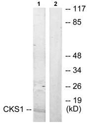Western blot - Anti-CKS1 antibody (AB72639)