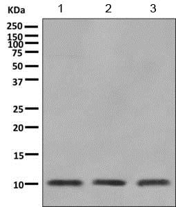 Western blot - Anti-CKS2 antibody [EPR7946(2)] - BSA and Azide free (AB240129)