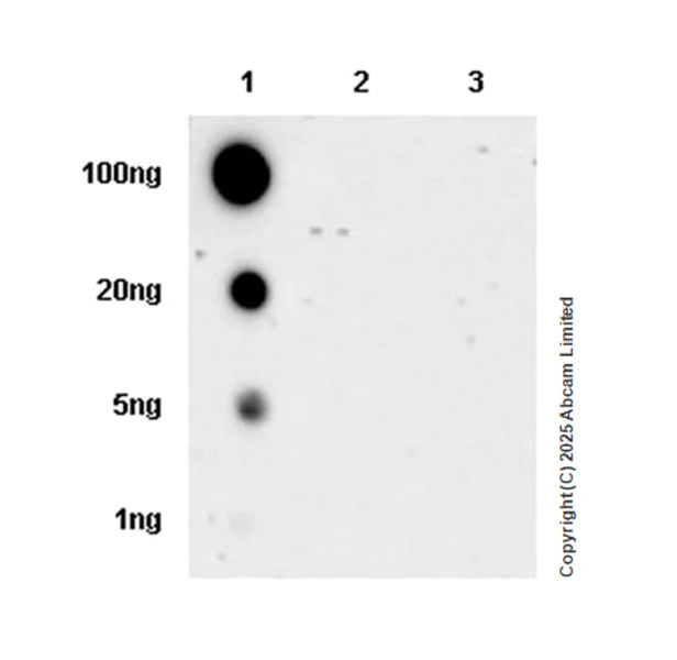 Dot Blot - Anti-CLACP antibody [EPR30286-530] (AB324634)