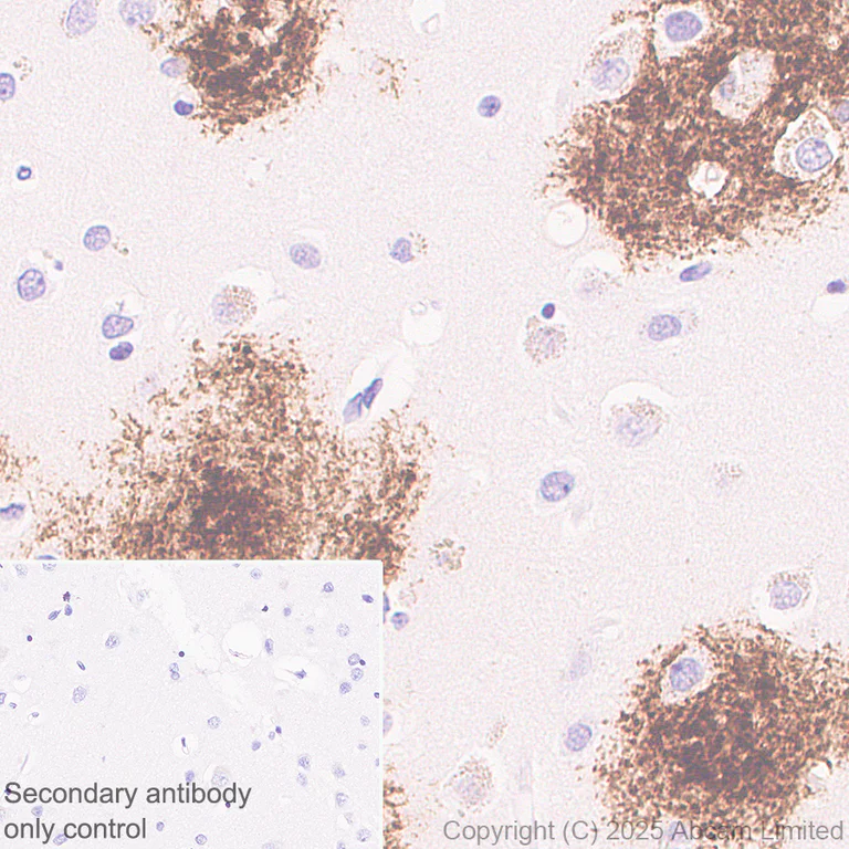 Immunohistochemistry (Formalin/PFA-fixed paraffin-embedded sections) - Anti-CLACP antibody [EPR30286-530] (AB324634)