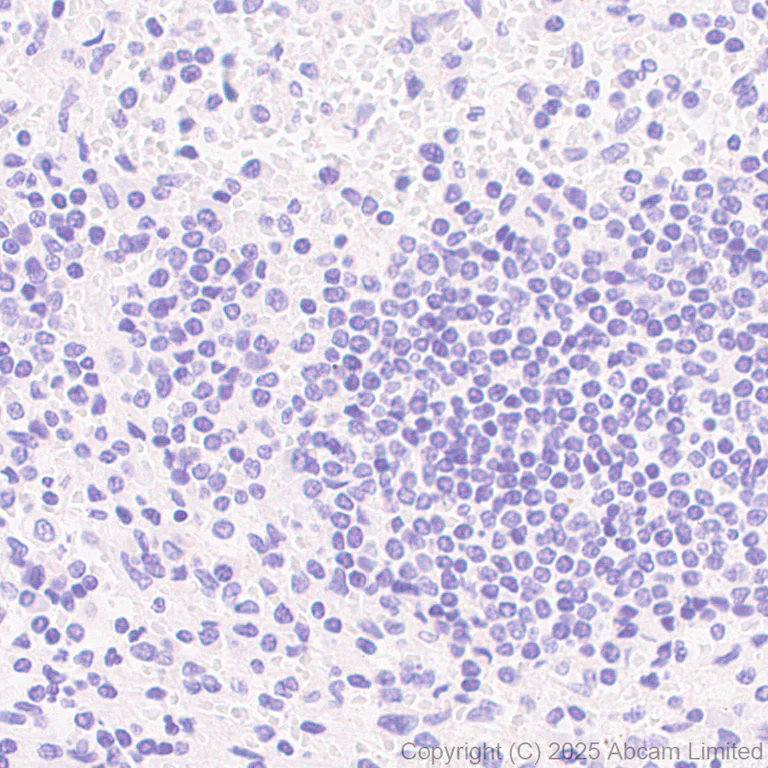 Immunohistochemistry (Formalin/PFA-fixed paraffin-embedded sections) - Anti-CLACP antibody [EPR30286-530] (AB324634)
