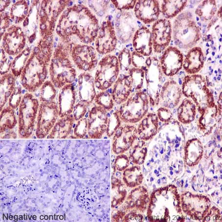 Immunohistochemistry (Formalin/PFA-fixed paraffin-embedded sections) - Anti-CLASP1 antibody [EPR3409] (AB108620)