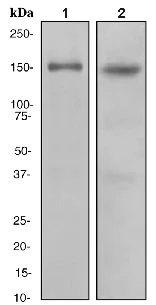 Western blot - Anti-CLASP1 antibody [EPR3409] (AB108620)